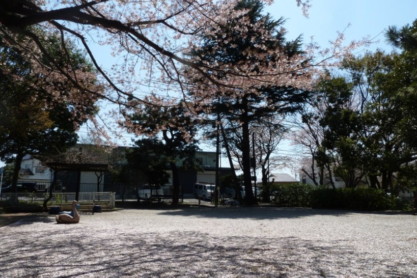 引地川のサクラ☆まだまだ見頃です^^_c0152341_801351.jpg