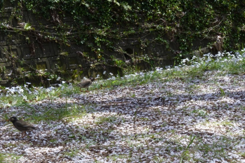 引地川のサクラ☆まだまだ見頃です^^_c0152341_8124197.jpg