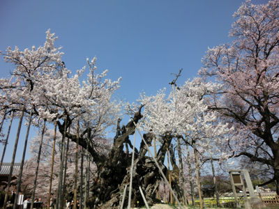 山高神代桜は満開♪_f0019247_22442988.jpg