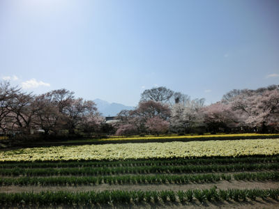 山高神代桜は満開♪_f0019247_2255333.jpg