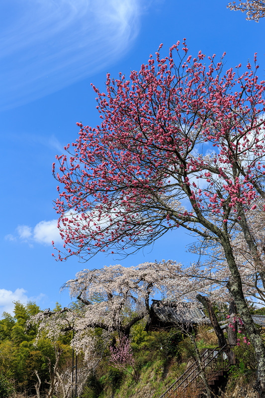 地蔵禅院・百花繚乱_f0155048_2321302.jpg