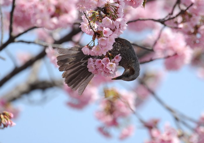 河津桜のヒヨドリ・・・_c0233349_23582823.jpg