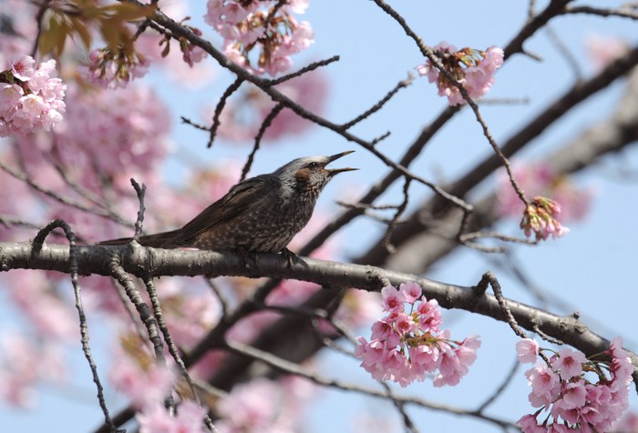 河津桜のヒヨドリ・・・_c0233349_2359486.jpg