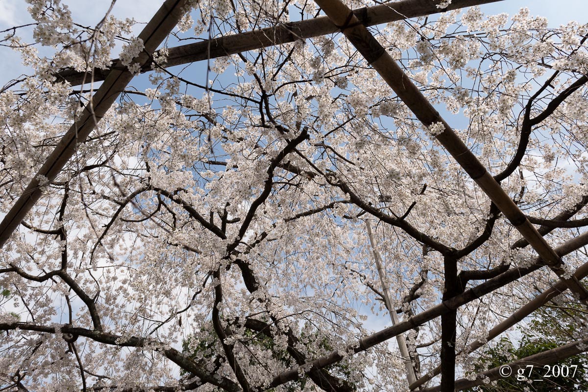 2014 桜 〜車折神社〜_f0152550_23152835.jpg