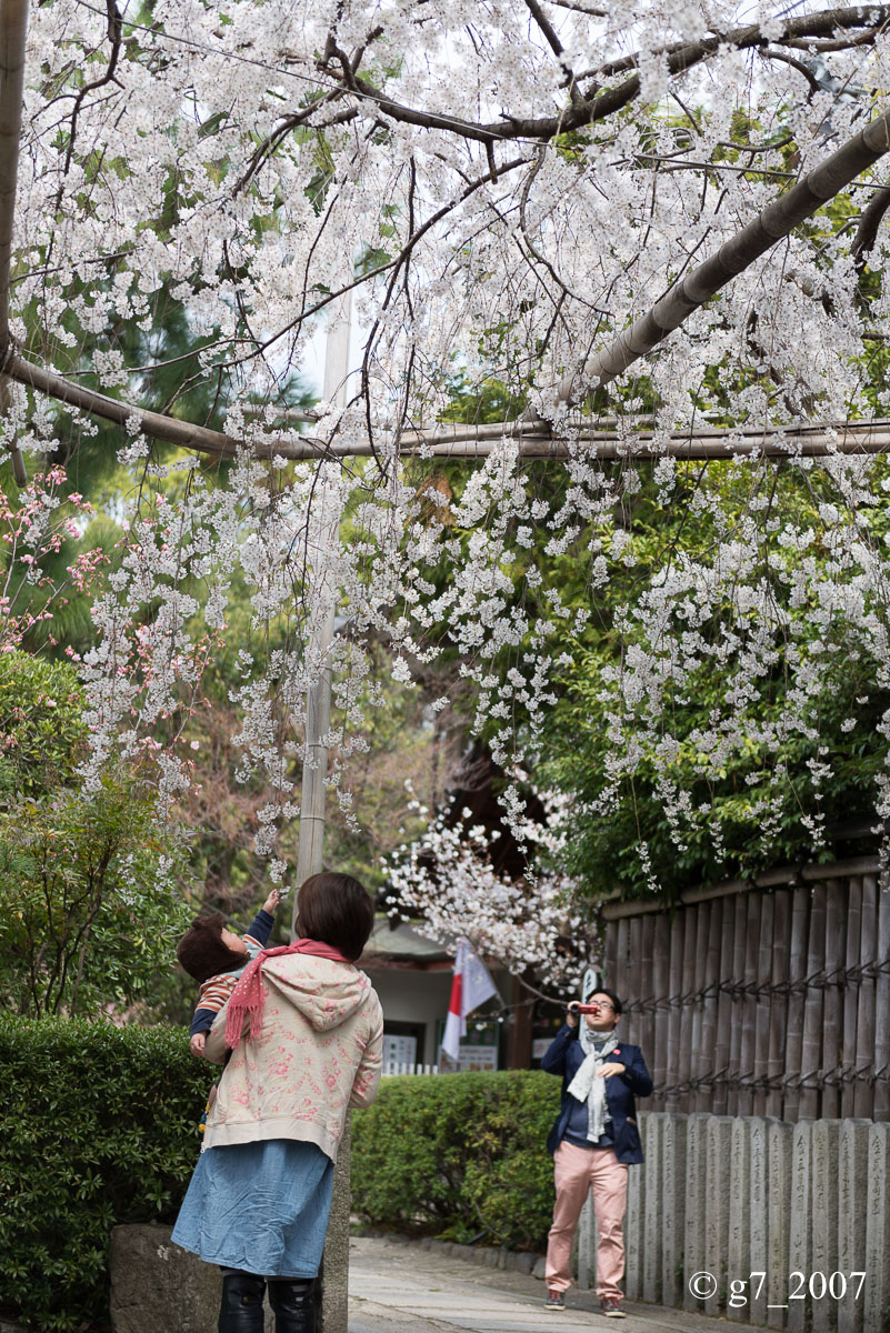 2014 桜 〜車折神社〜_f0152550_23155840.jpg