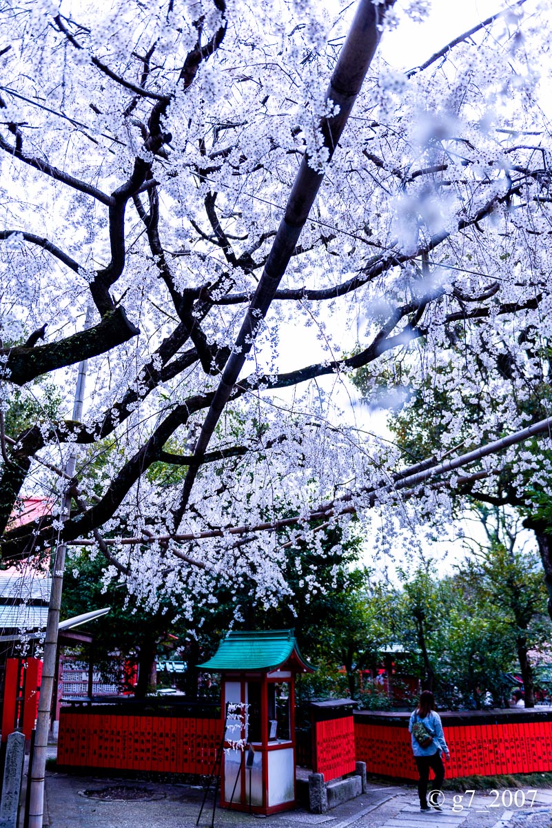 2014 桜 〜車折神社〜_f0152550_23161350.jpg