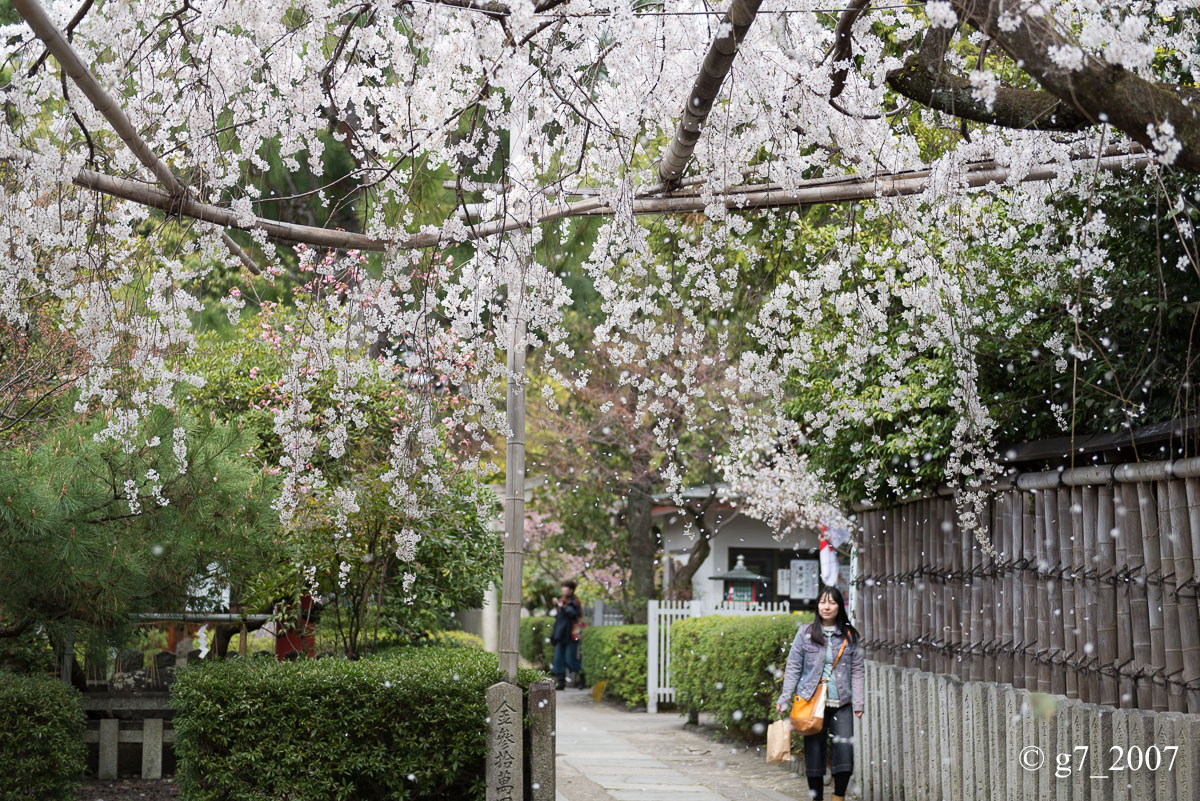 2014 桜 〜車折神社〜_f0152550_23164492.jpg