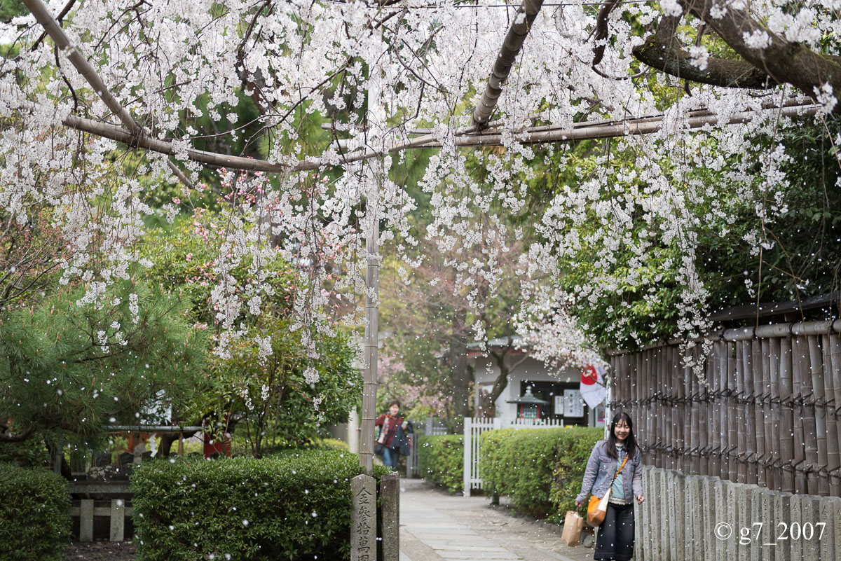 2014 桜 〜車折神社〜_f0152550_23171131.jpg