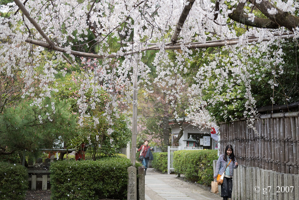 2014 桜 〜車折神社〜_f0152550_23172578.jpg