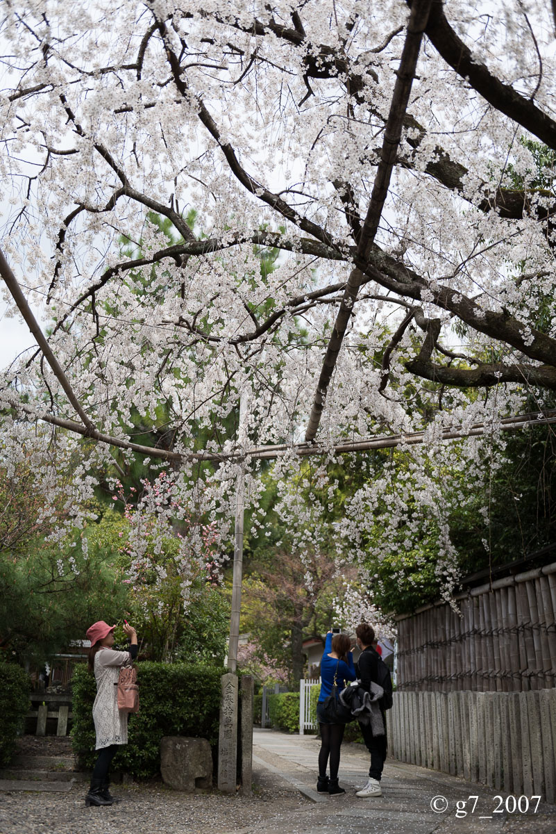 2014 桜 〜車折神社〜_f0152550_23173985.jpg