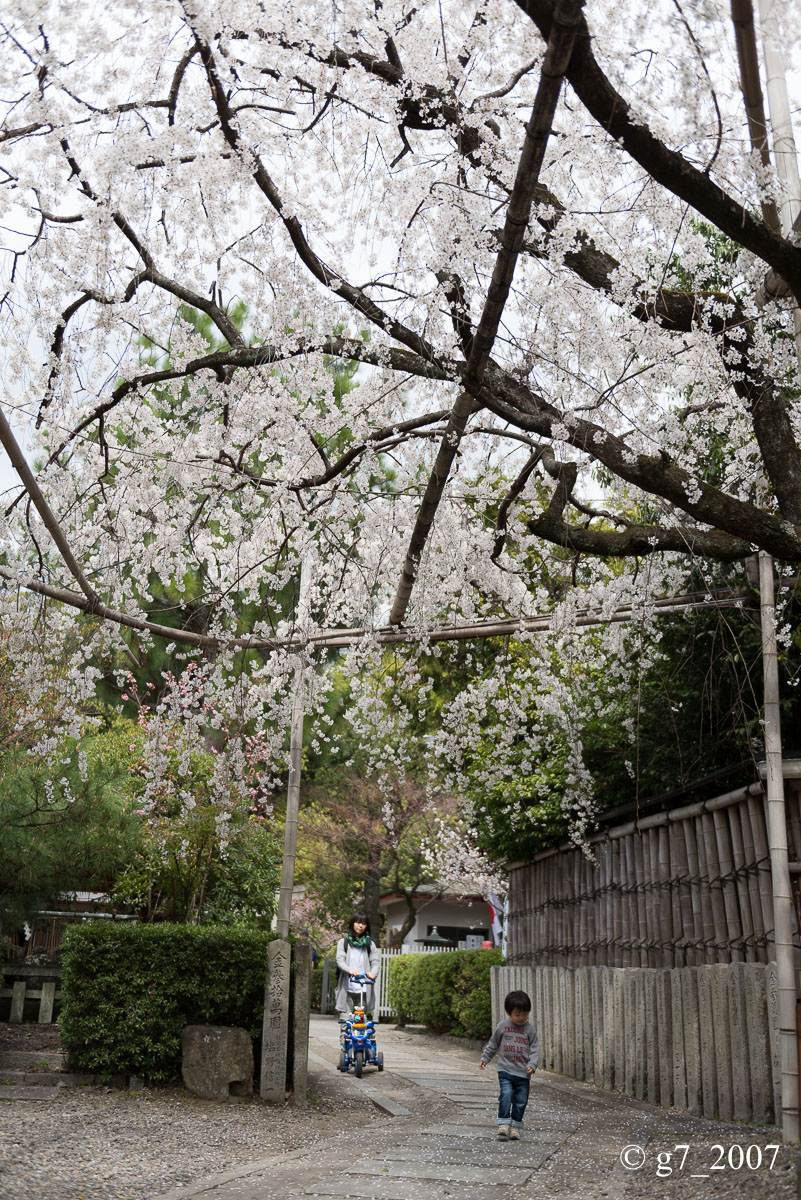 2014 桜 〜車折神社〜_f0152550_23175392.jpg