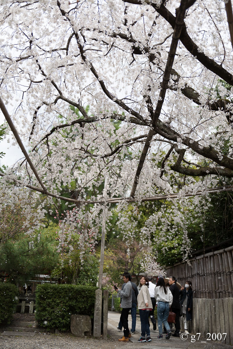 2014 桜 〜車折神社〜_f0152550_23181269.jpg