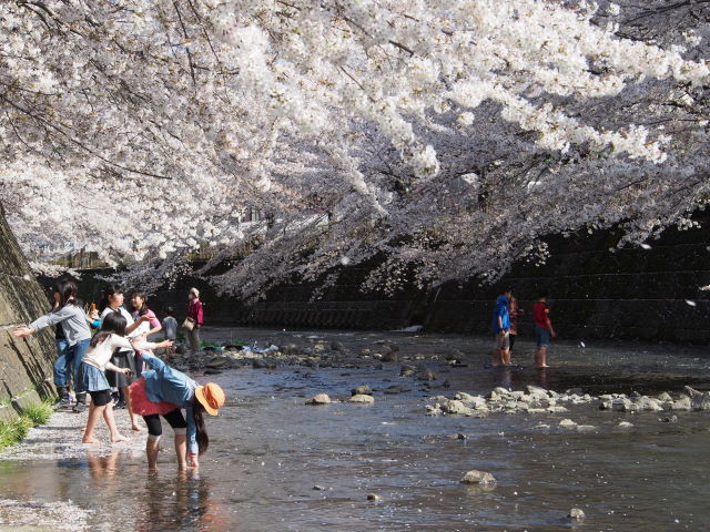 桜吹雪舞う水辺_a0257652_16531421.jpg