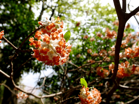 時には花咲く道をゆく_e0071652_6293759.jpg