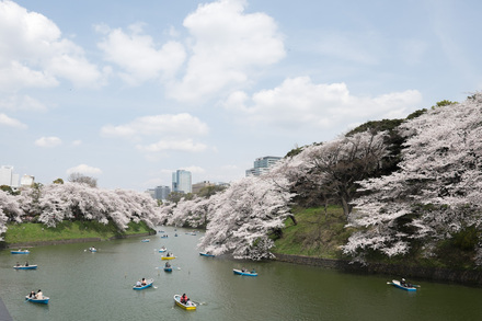 お花見、総括！_b0302054_20165278.jpg