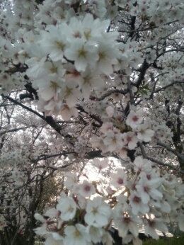 夕日に映える満開の桜_f0182155_1835167.jpg