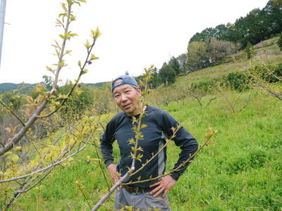 山あいの南高梅 梅の赤ちゃん!収穫まであと2か月!!_a0254656_18215686.jpg