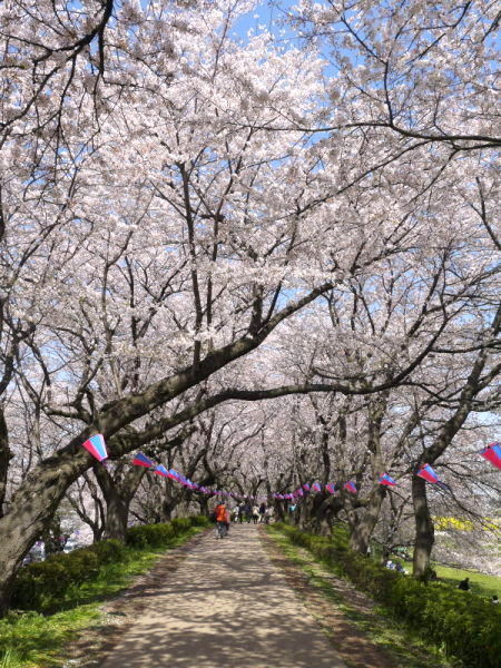 権現堂で桜と菜の花とおまんじゅう。_b0282061_1193792.jpg