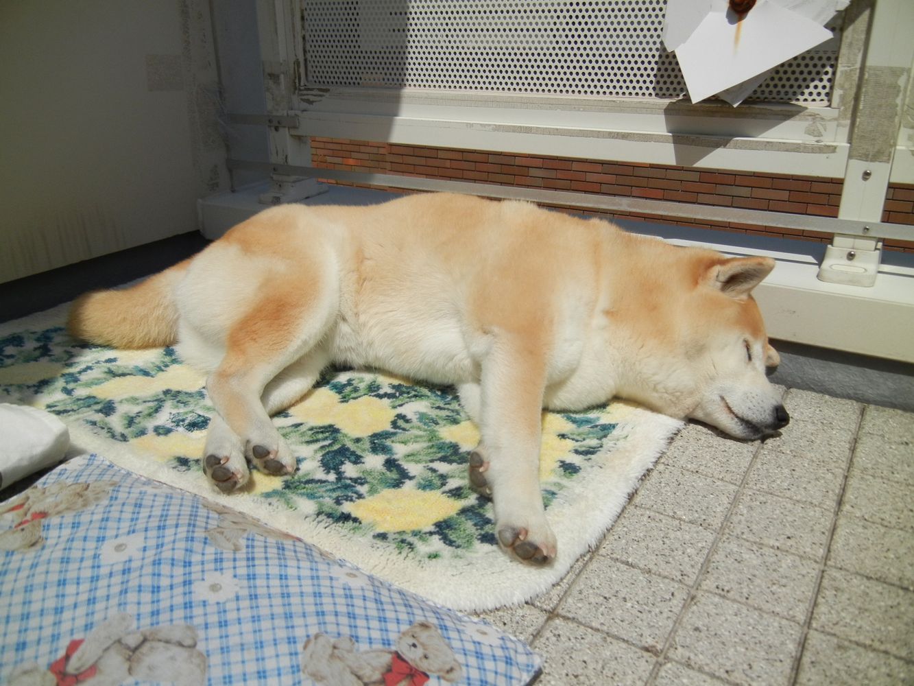 ’14,4,8(火)今夜は竹の子ご飯です!_f0060461_11572461.jpg