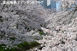 桜だより2014_a0243562_15545158.jpg