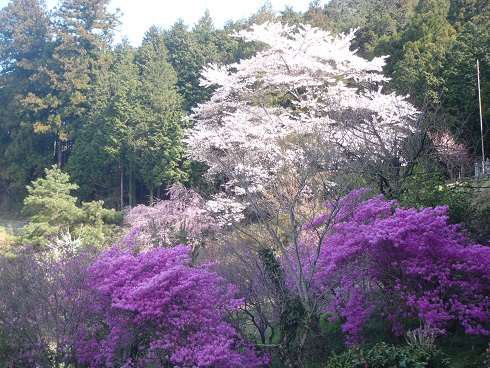 奥武蔵　花の里山歩き_d0032262_2155822.jpg