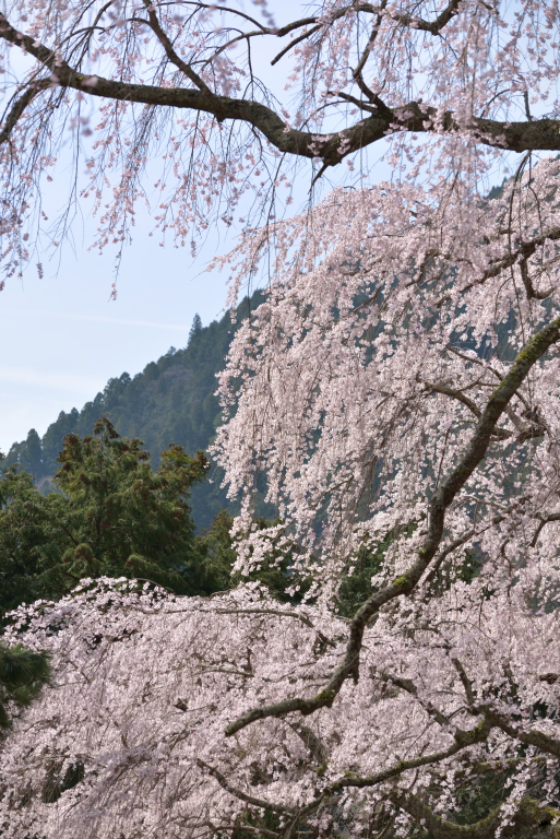 SAKURA 2014   7_e0293862_20151349.jpg