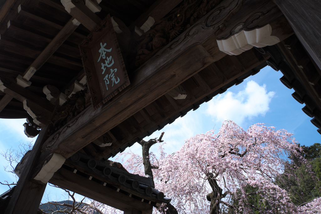 SAKURA 2014   7_e0293862_20155590.jpg