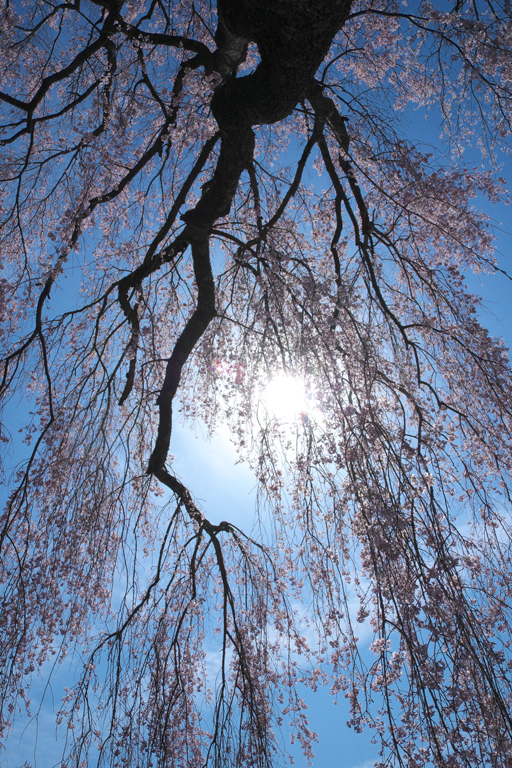 SAKURA 2014   7_e0293862_20162659.jpg