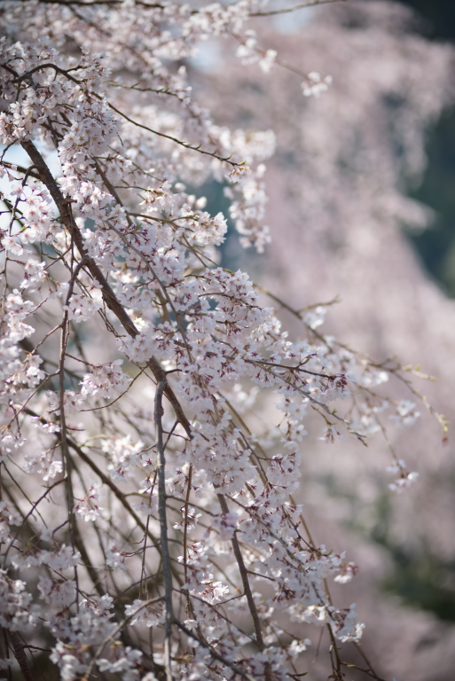 SAKURA 2014   5_e0293862_204588.jpg