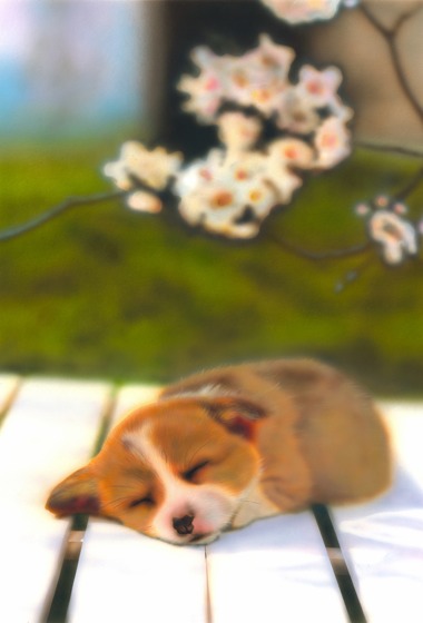 リアリズム絵画 どうぶつの絵 ペット編 春のうたたね コーギー Corgi Junya Blog 猫 犬 リアリズム絵画