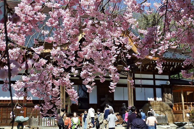 調布　深大寺（４月４日）_c0057265_258589.jpg