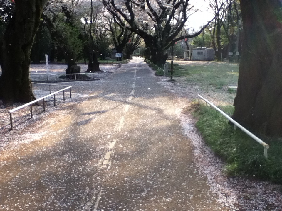 多摩全生園の花吹雪_f0291565_17291134.jpg