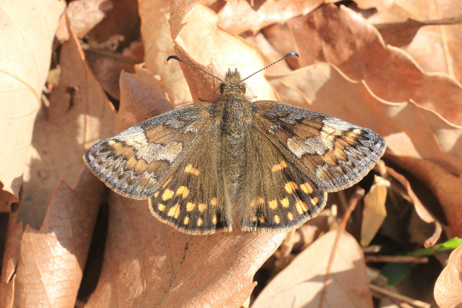 ヒオドシチョウ　初見の越冬♀雌　　2014.4.5埼玉県_a0146869_4209.jpg