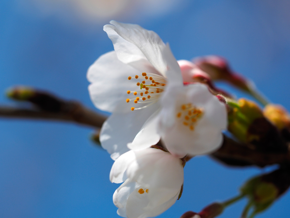 桜咲く_e0214470_2012051.jpg