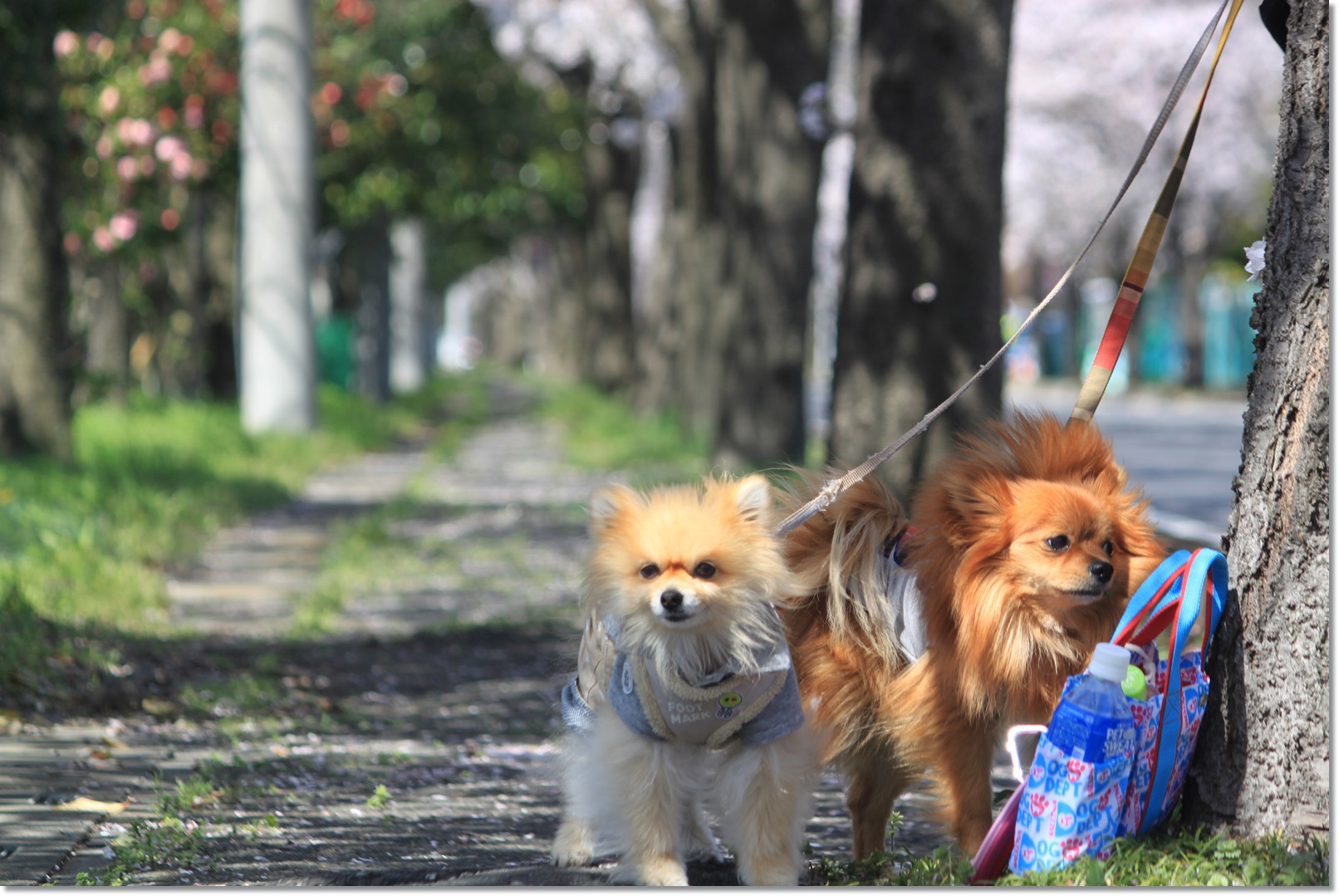 お友達と権現堂で桜&菜の花撮影会～♪_e0330372_917596.jpg