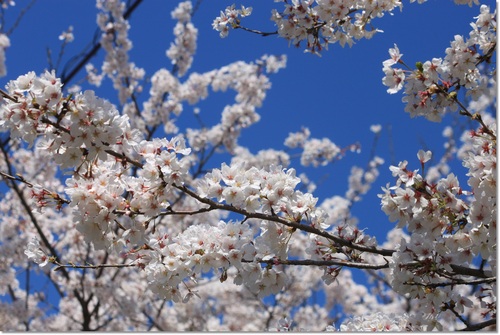 お友達と権現堂で桜&菜の花撮影会～♪_e0330372_918281.jpg