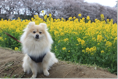 お友達と権現堂で桜&菜の花撮影会～♪_e0330372_930454.jpg