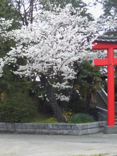 本日桜祭り。_c0114978_76291.jpg