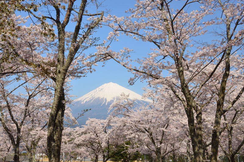 大石寺の桜は今が最高_e0087881_18323059.jpg