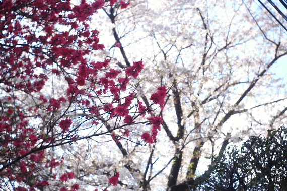 桜と私のR-D1s_b0160184_23321146.jpg