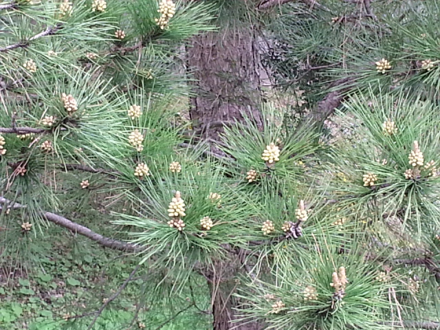 c0096685_19575326.jpg