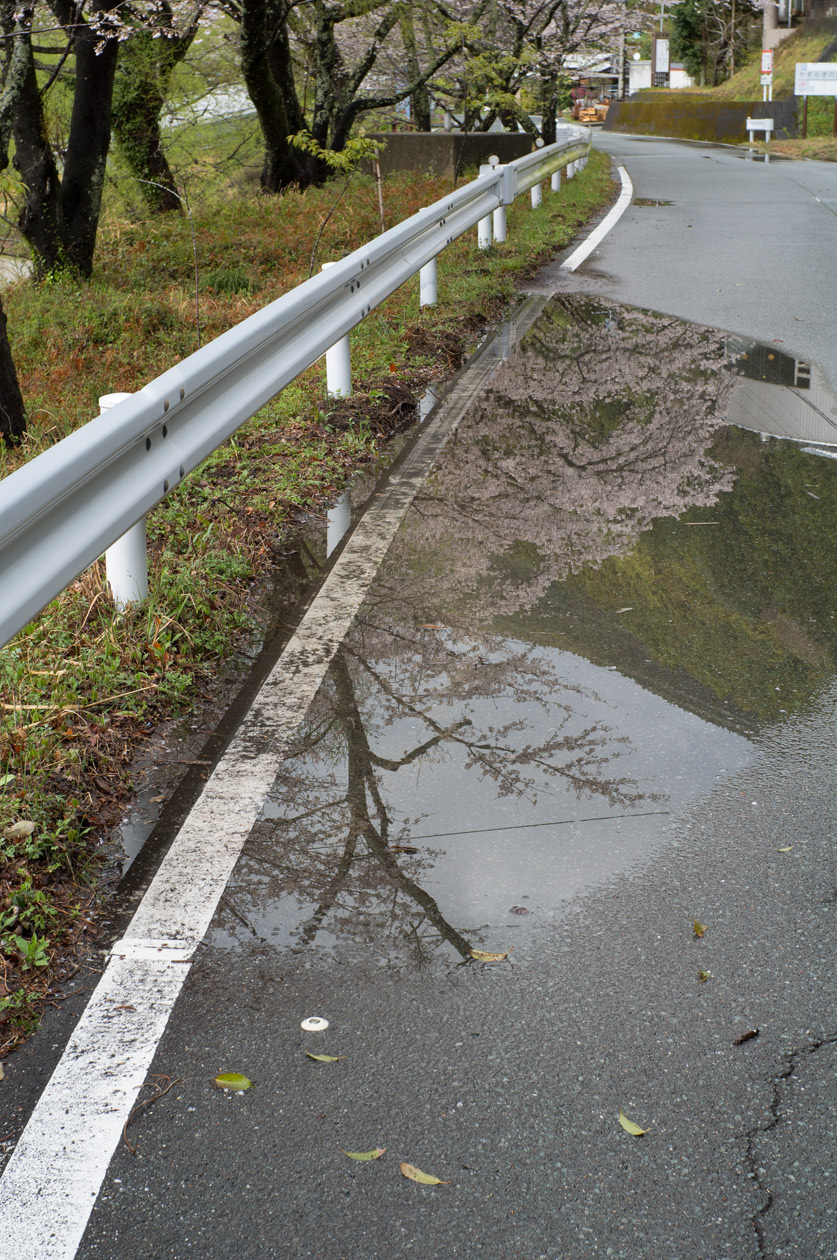 桜　秋葉ダム周辺　2014/03/xx - 02_a0142487_052319.jpg