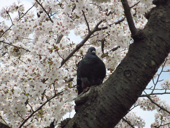 f0110488_1951616.gif