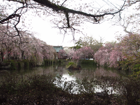 f0110488_1958264.gif