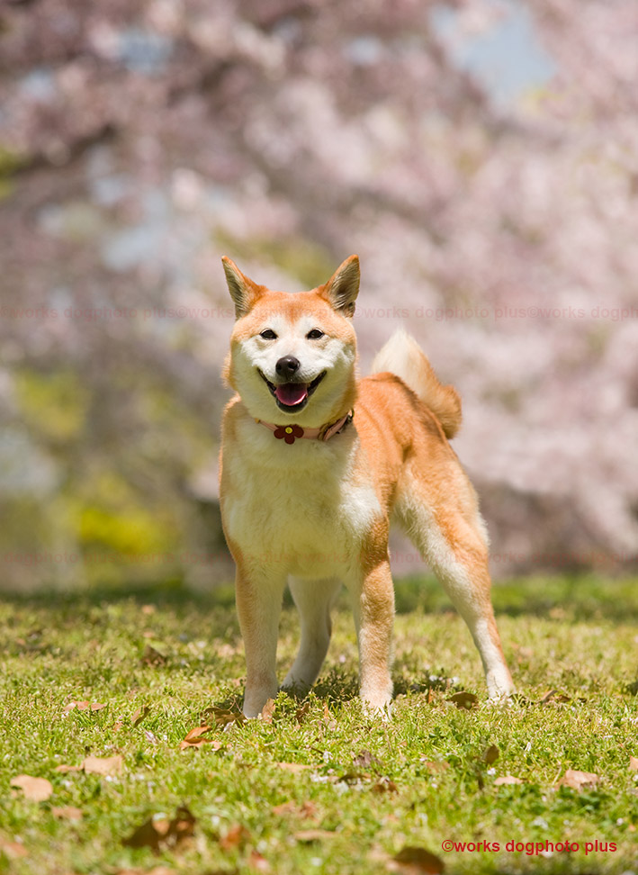 桜と犬 いとしい犬たちのフォトブログ 桜と犬 いとしい犬たちのフォトブログ