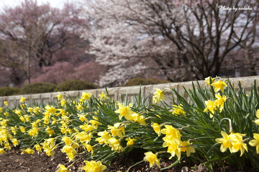 実相寺の枝垂れ桜と水仙_d0192990_2317415.jpg