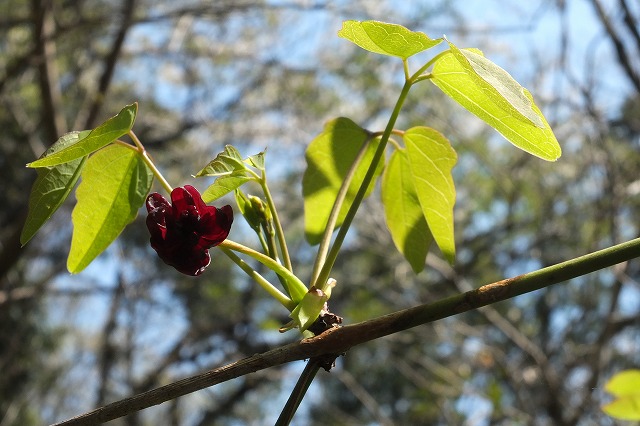 e0070891_1812432.jpg