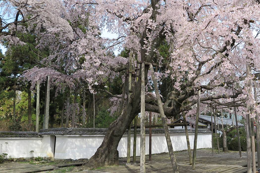 京都、醍醐寺の桜_c0077395_19260217.jpg