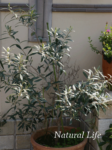 b0162000_1554322.gif