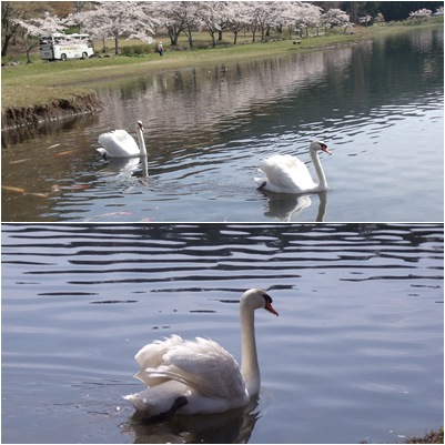 志高湖の桜は・・・・_c0017802_22254610.jpg